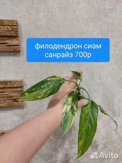 Монстера альба, филодендрон