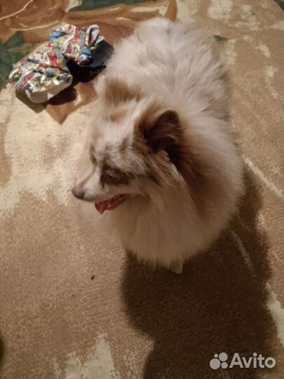 Немецкий шпиц