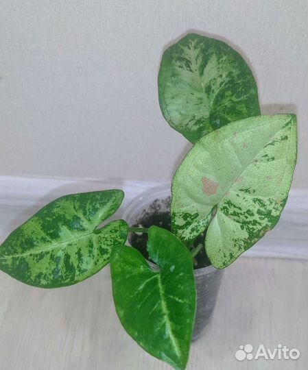 Сингониумы сортовые