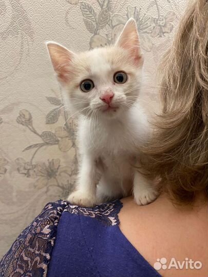 Котик в дар