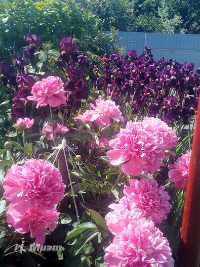 Дом 53,7 м² на участке 10 сот.