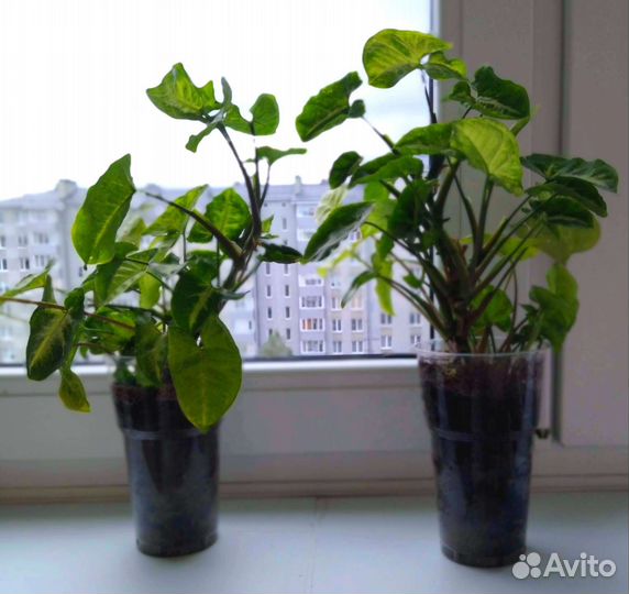 Сингониум пиксия