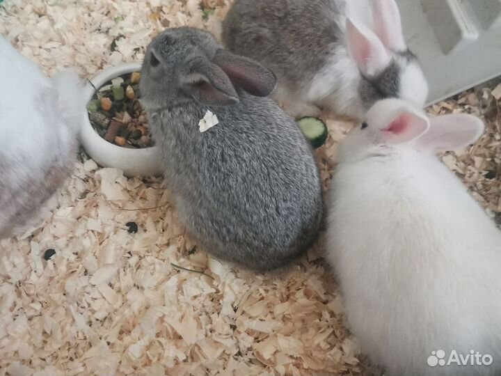 Декоративные кролики