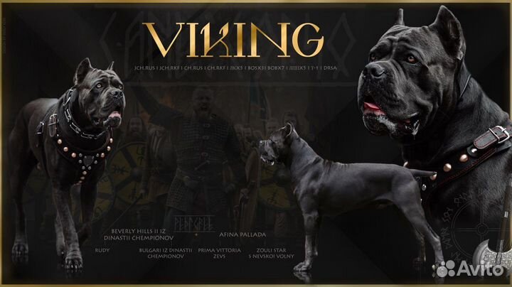 Кане корсо (вязка)