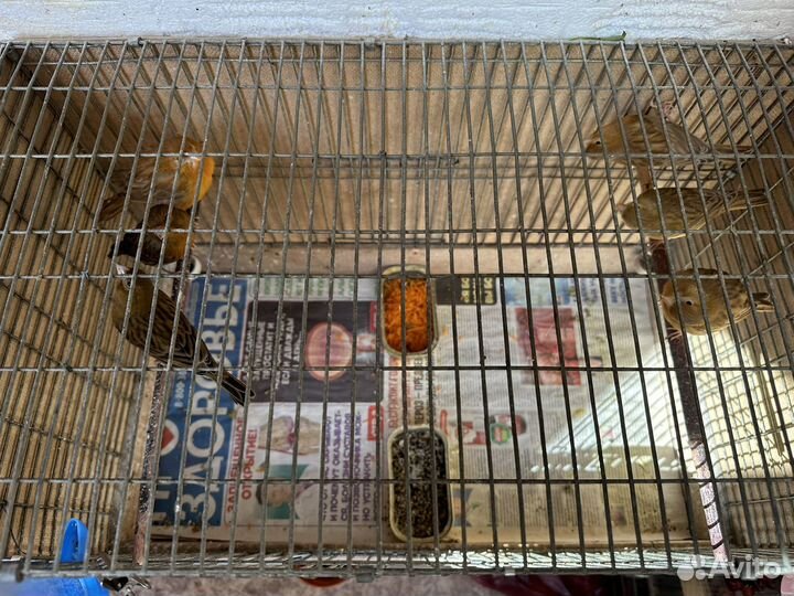 Кенара и канарейки