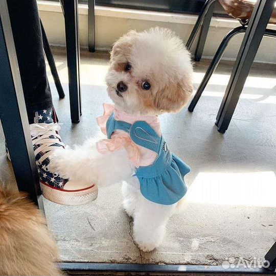 Собачка мальтипу