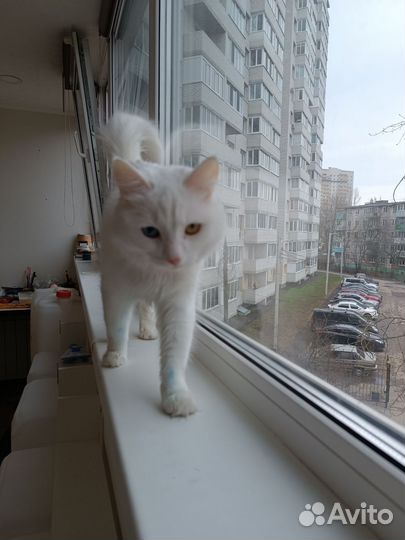 Кошка турецкая ангора