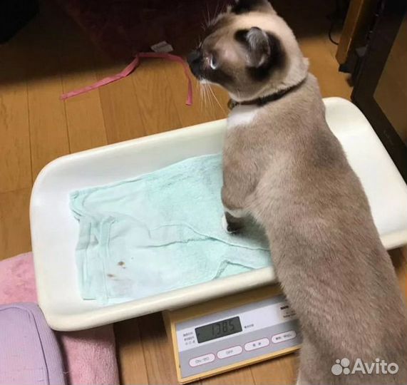 Весы для новорожденных Аренда Напрокат Продажа