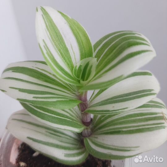 Традесканция, хлорофитум, сингониум