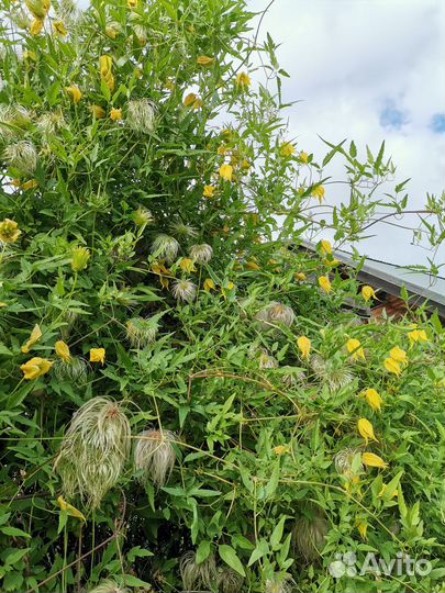 Клематис тангутский семена