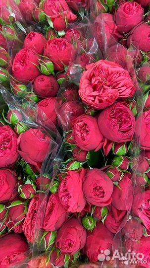 Пионовидная роза цветы букет