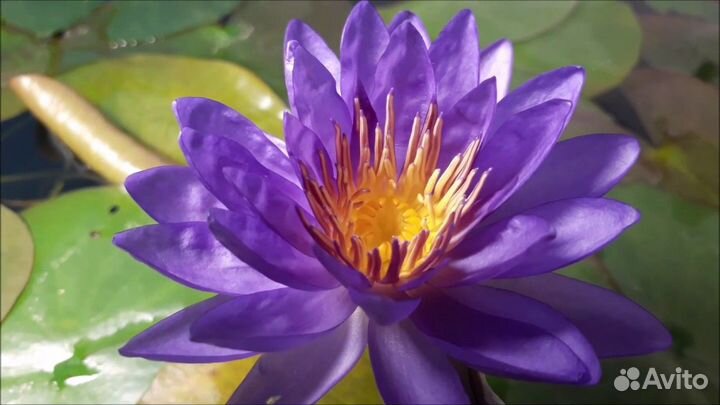 Сортовые зимующие нифеи для пруда