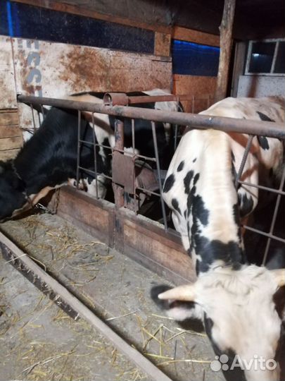 Быки на мясо. Возраст 1.3г порода голштины