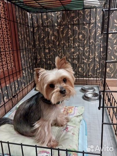 Йоркширский терьер вязка