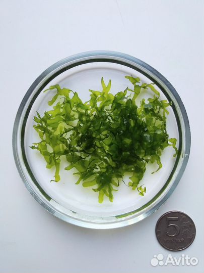 Рассада для аквариума