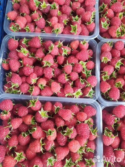 Ремонтантная малина