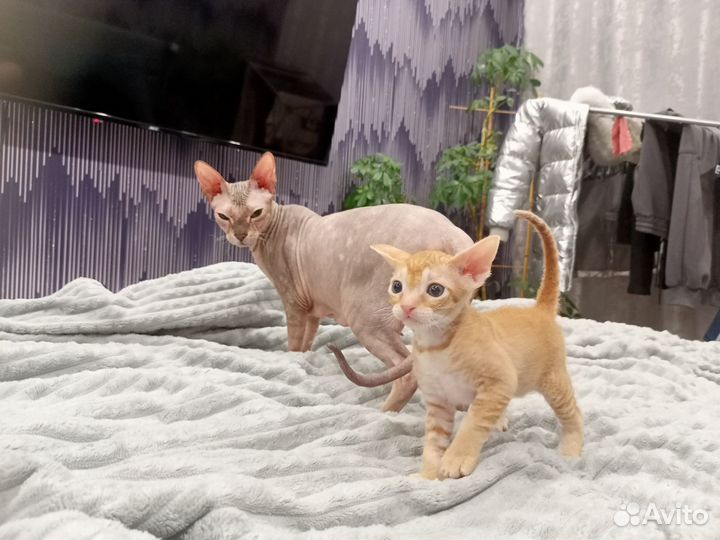 Котенок сфинкс браш