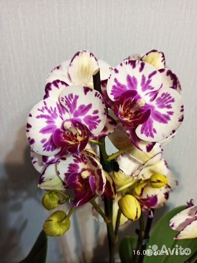Орхидея фаленопсис, 2 ствола