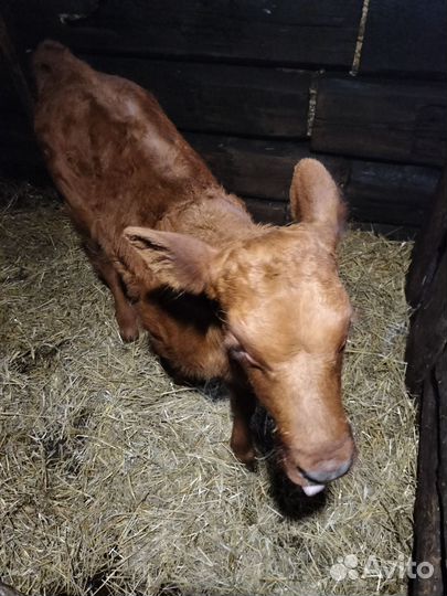 Тёлочка 1 мес