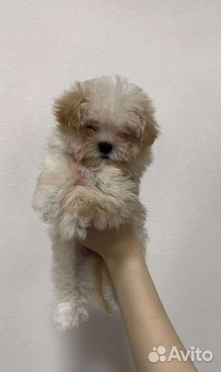 Девочка мальтипу