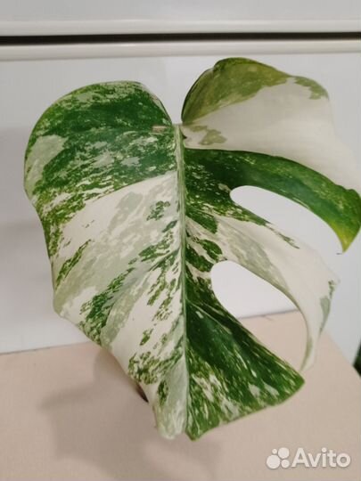 Монстера вариегатная альба