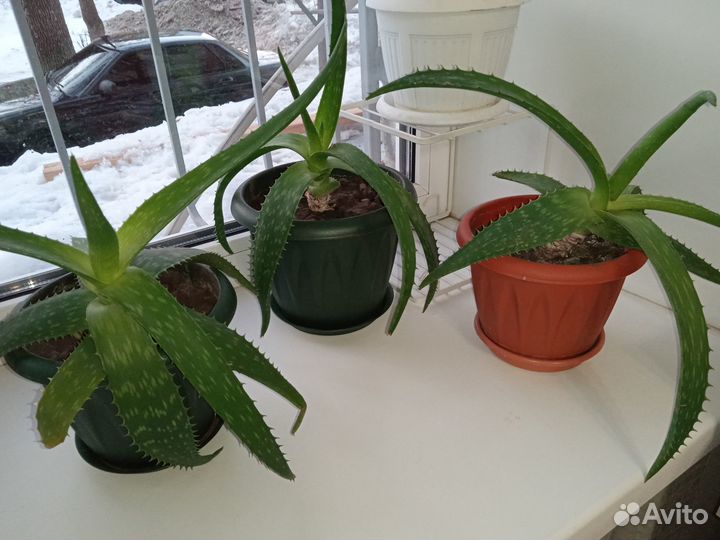 Алоэ Вера (настоящее)