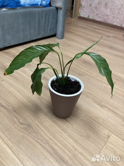 Спатифиллум