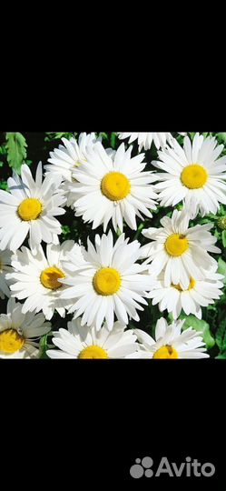 Лилейник, садовая ромашка, хоста