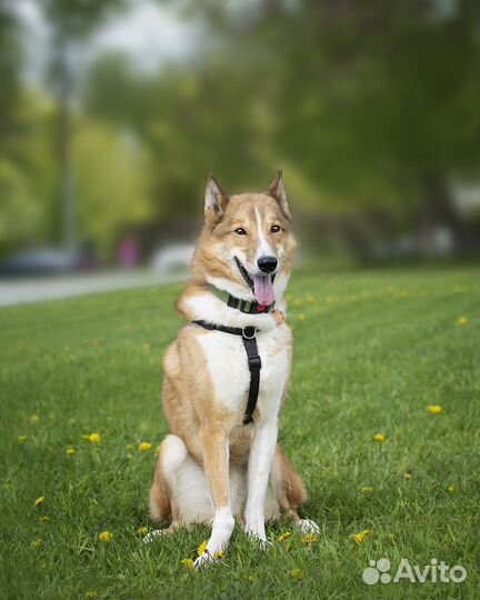 Собака из приюта в добрые руки