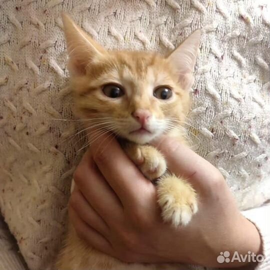 Кот в добрые руки