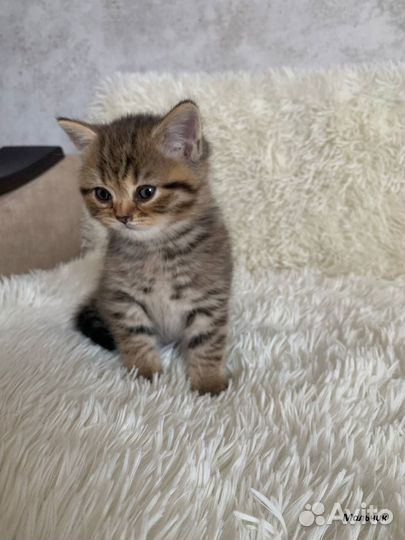 Британские голубоглазые котята