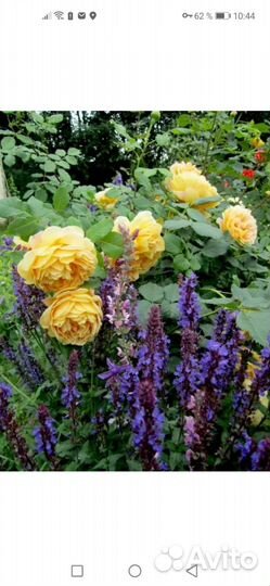 Шалфей дубравный