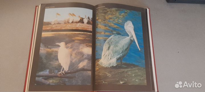 Красная книга РСФСР животные