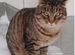 Ласковый котик с кисточками на ушах спасён с улицы
