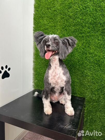 Услуги грумера