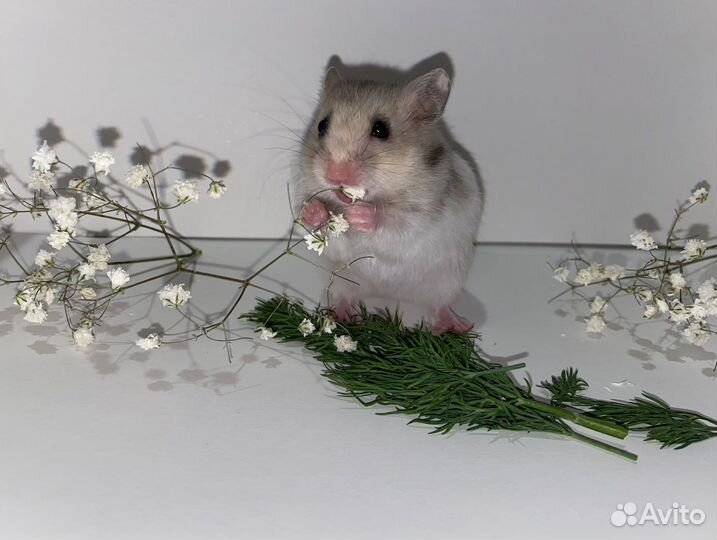 Сирийские хомячки