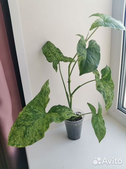 Сингониум моттлед