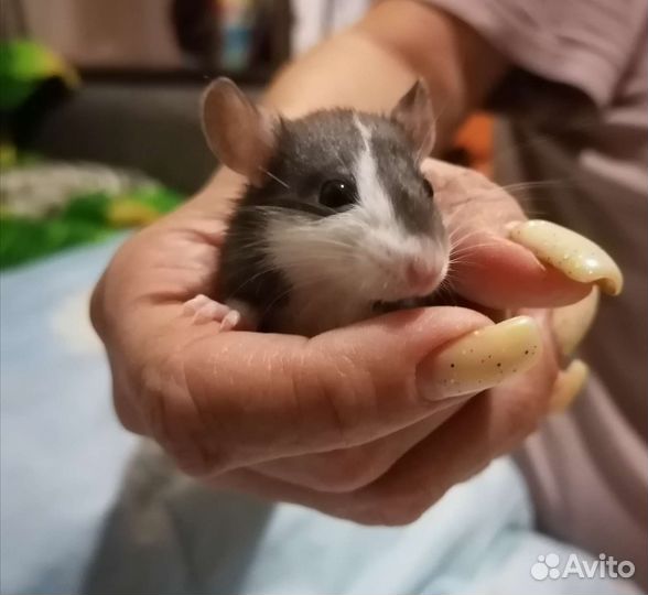 Крыса Дамбо