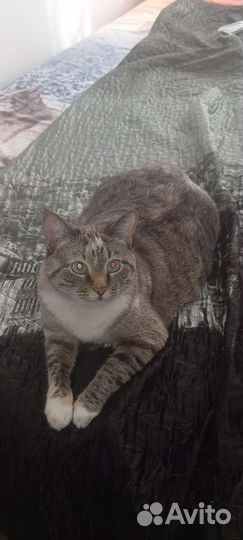 Кошка в дар бесплатно