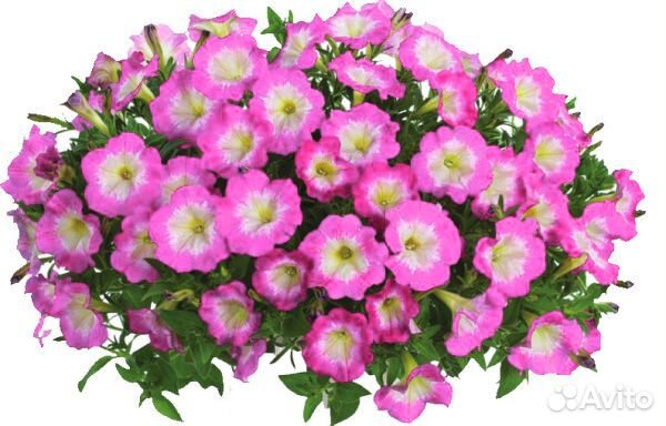 Вегетативная петуния серии Cascadias