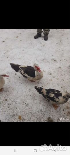 Селезень индоутки