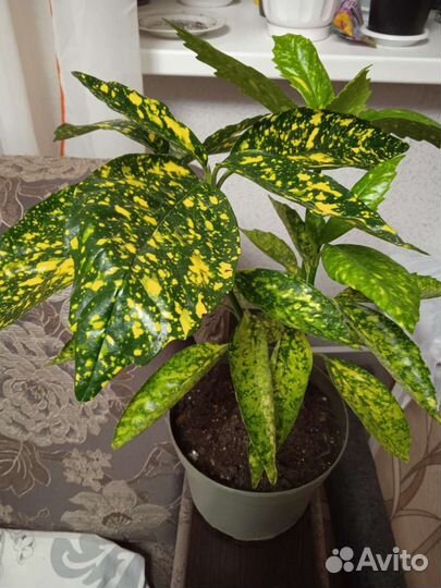 Аукуба японская