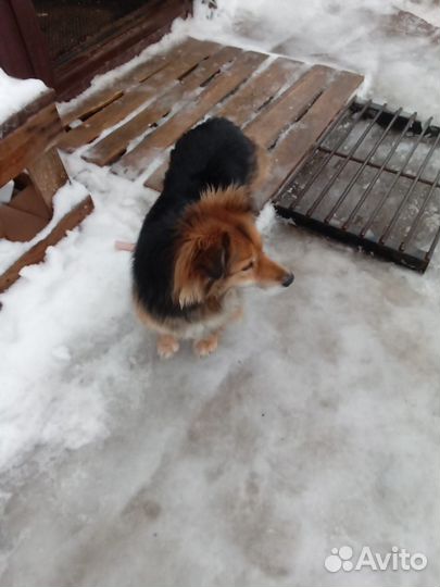 Собака в добрые руки отдам бесплатно