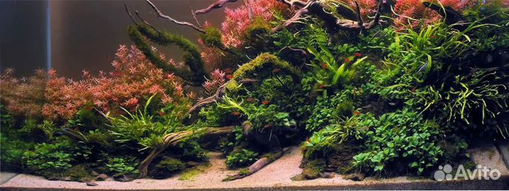 Оформление и дизайн аквариума