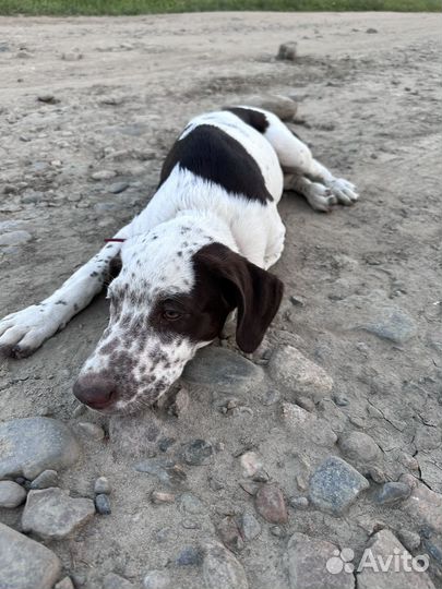 Щенок курцхаар метис