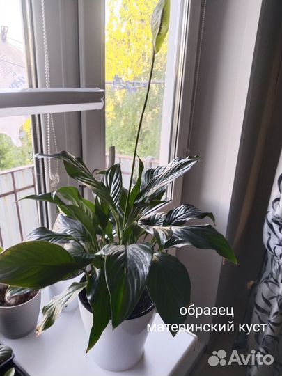 Спатифиллум