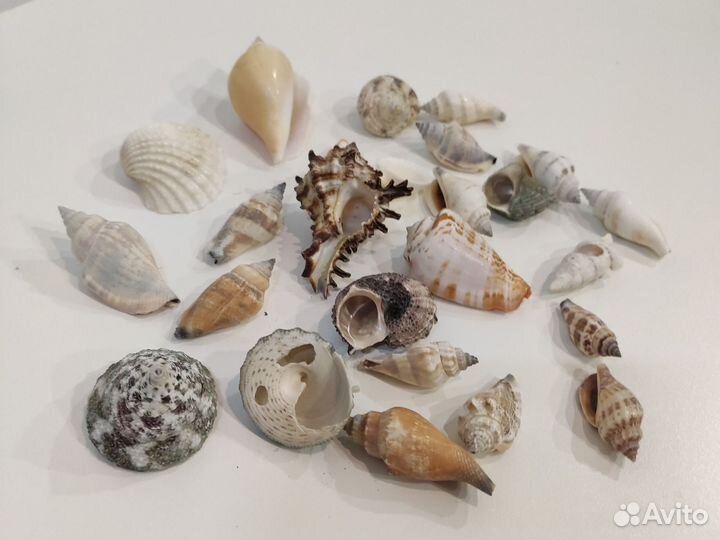 Ракушки/камни