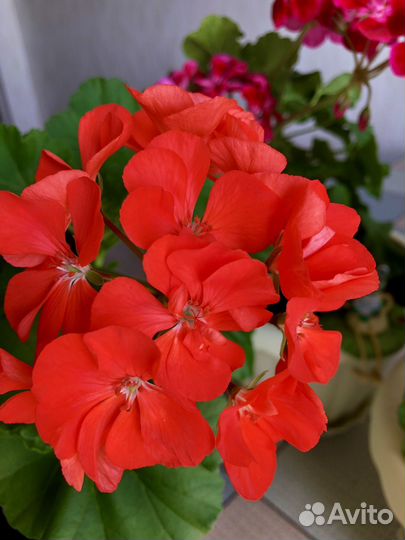 Пеларгония герань сортовая