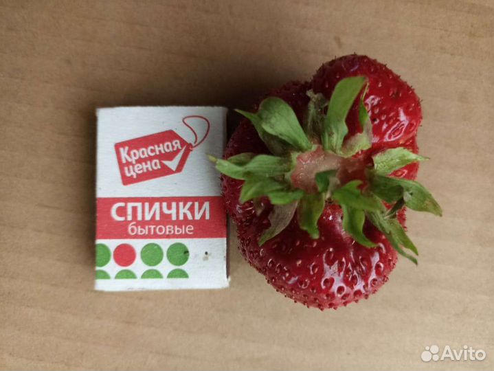 Продам саженцы земляники садовой Чамора Туруси