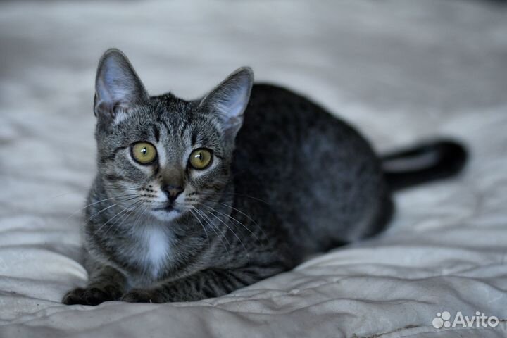 Котенок шпротик Тотошка ищет семью